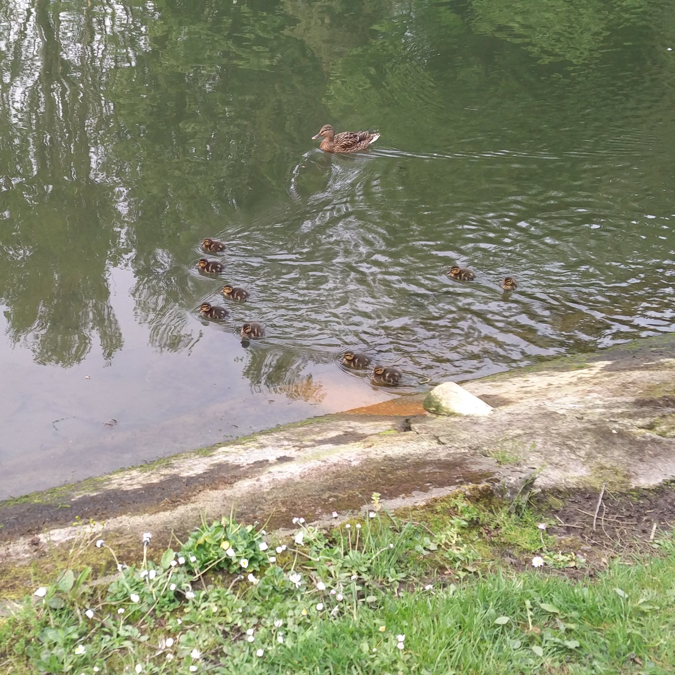 #2 Ducklings Feeding