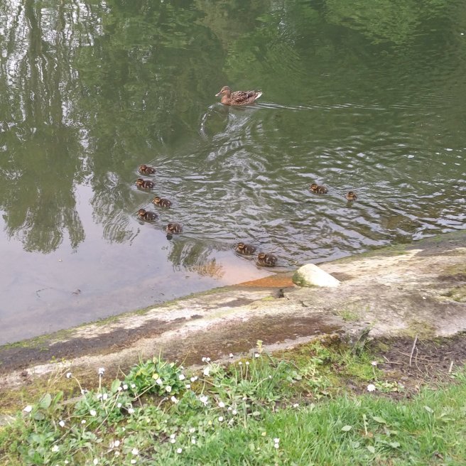 #2 Ducklings Feeding